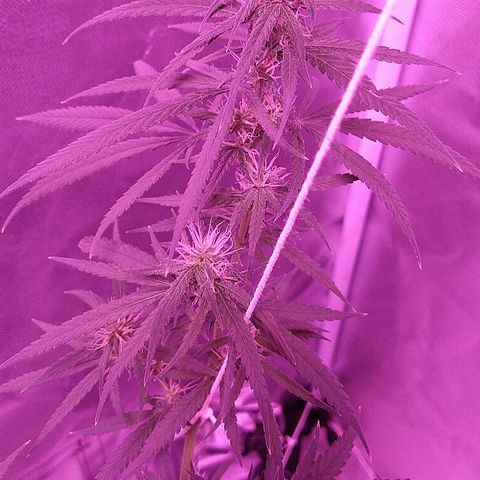 OG Killer growlog timeline photo