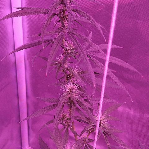 OG Killer growlog timeline photo
