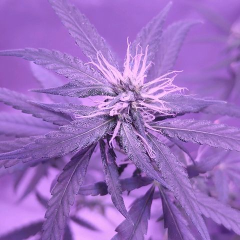 OG Killer growlog timeline photo