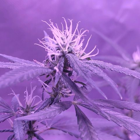 OG Killer growlog timeline photo