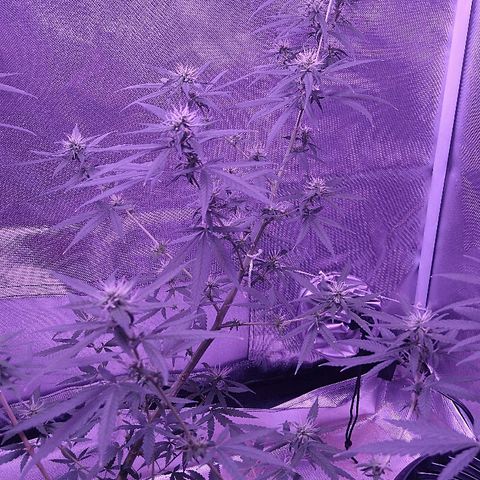 OG Killer growlog timeline photo