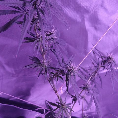 OG Killer growlog timeline photo