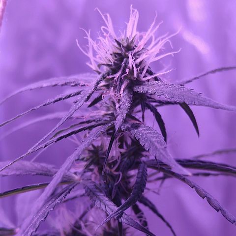 OG Killer growlog timeline photo