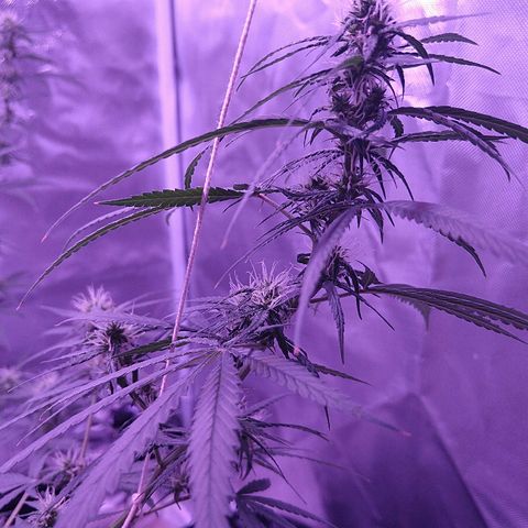 OG Killer growlog timeline photo