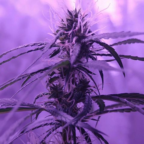 OG Killer growlog timeline photo
