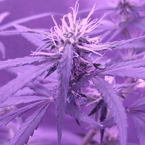 OG Killer growlog timeline photo