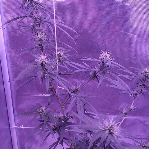 OG Killer growlog timeline photo