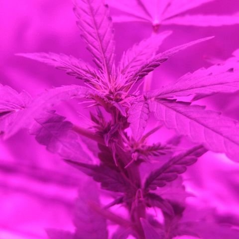 Lemon Kush growlog timeline photo