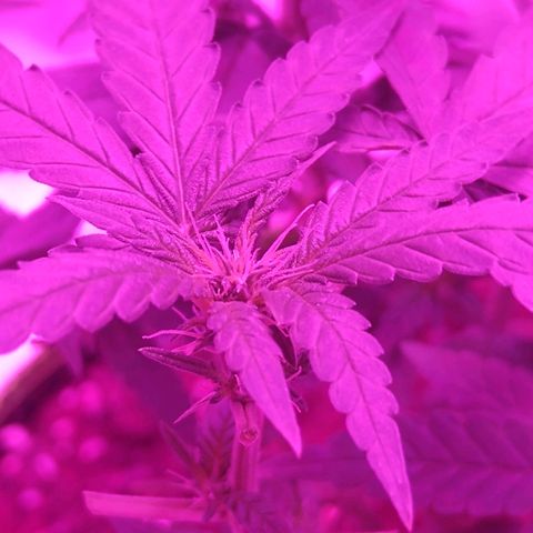 Lemon Kush growlog timeline photo