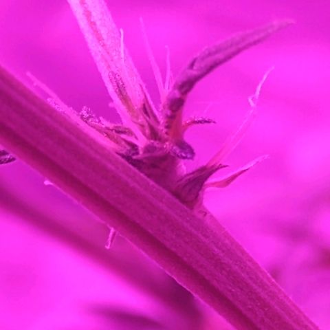 Lemon Kush growlog timeline photo