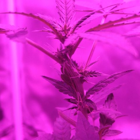 Lemon Kush growlog timeline photo