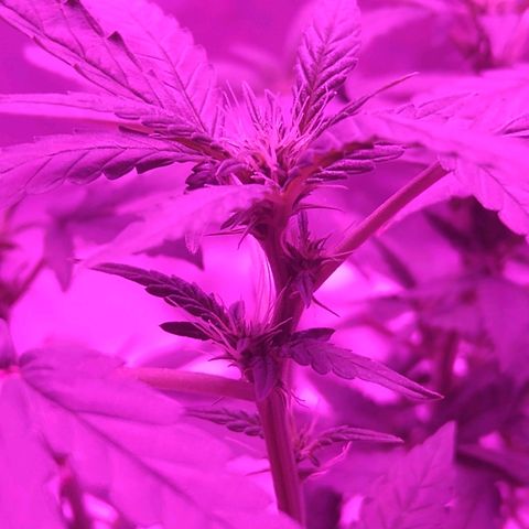 Lemon Kush growlog timeline photo
