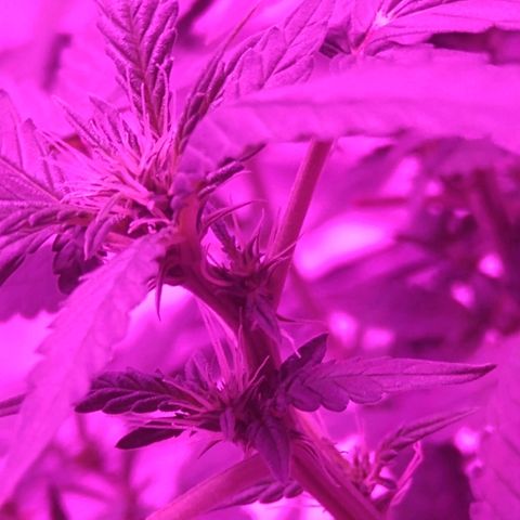 Lemon Kush growlog timeline photo