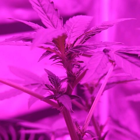 Lemon Kush growlog timeline photo