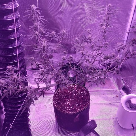OG Killer growlog timeline photo