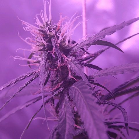 OG Killer growlog timeline photo