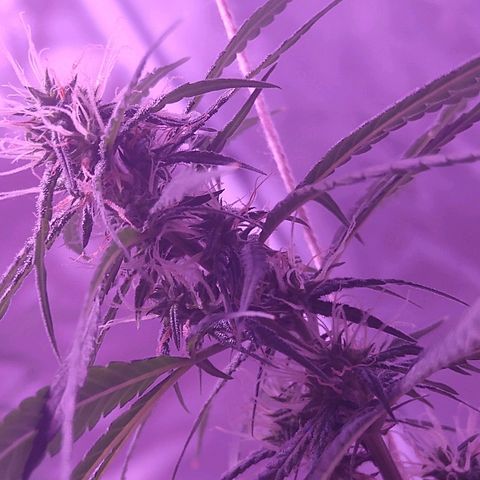 OG Killer growlog timeline photo
