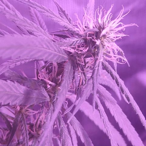 OG Killer growlog timeline photo