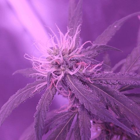 OG Killer growlog timeline photo