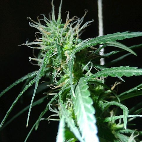 OG Killer growlog timeline photo