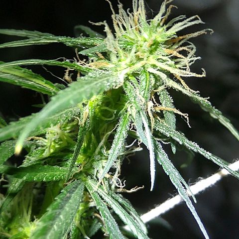 OG Killer growlog timeline photo