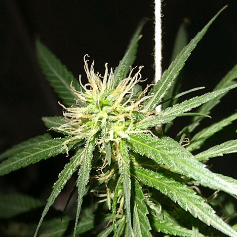 OG Killer growlog timeline photo
