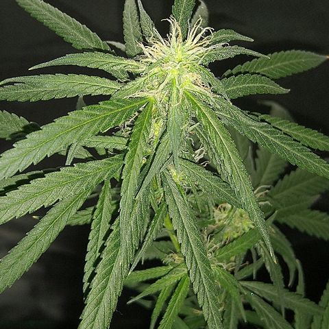 OG Killer growlog timeline photo