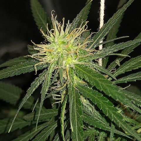 OG Killer growlog timeline photo