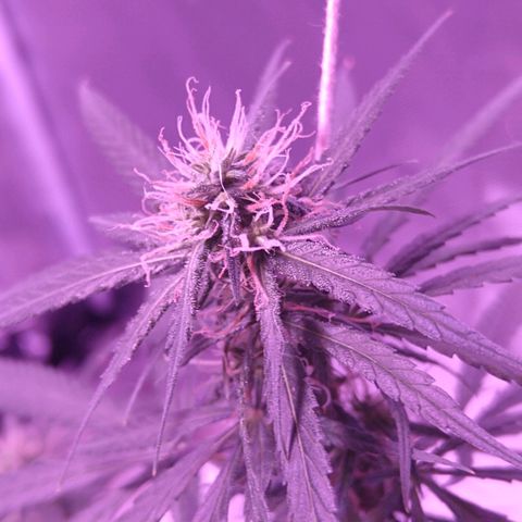 OG Killer growlog timeline photo