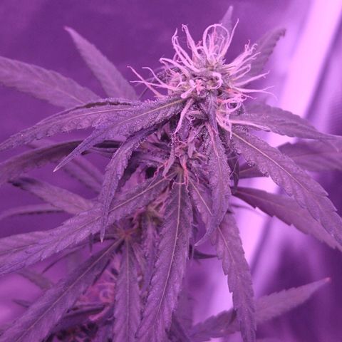 OG Killer growlog timeline photo