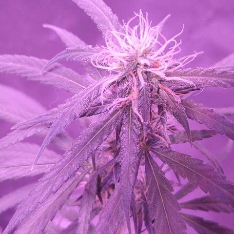 OG Killer growlog timeline photo