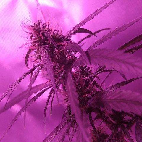 OG Killer growlog timeline photo