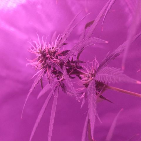 OG Killer growlog timeline photo