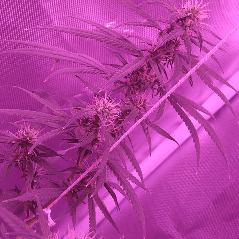 OG Killer growlog timeline photo