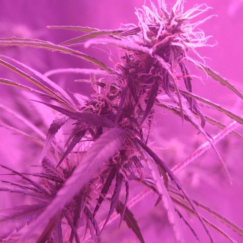 OG Killer growlog timeline photo
