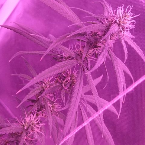 OG Killer growlog timeline photo