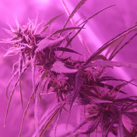 OG Killer growlog timeline photo