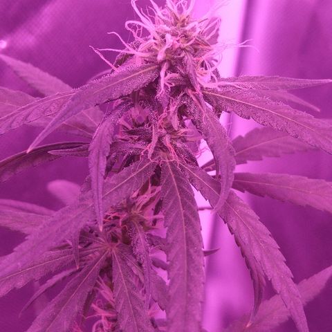 OG Killer growlog timeline photo