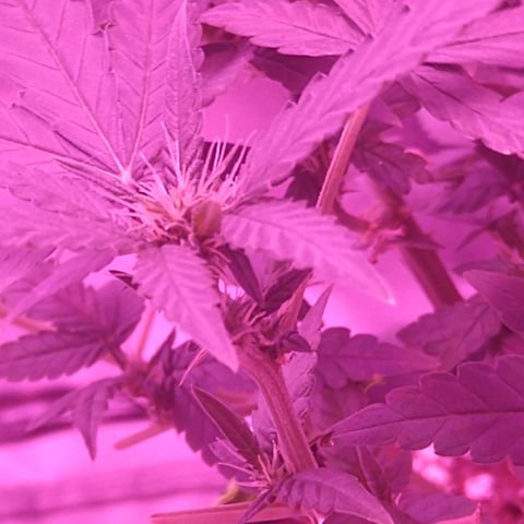 Lemon Kush growlog timeline photo