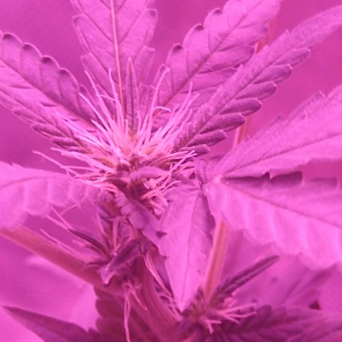 Lemon Kush growlog timeline photo