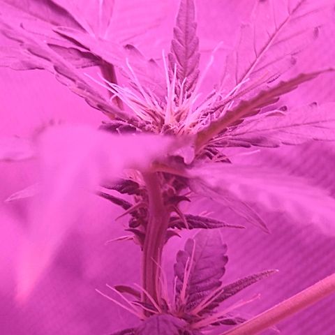Lemon Kush growlog timeline photo