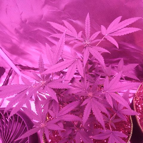 Lemon Kush growlog timeline photo