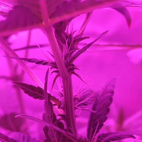 Lemon Kush growlog timeline photo