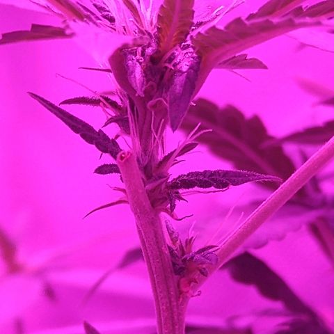 Lemon Kush growlog timeline photo