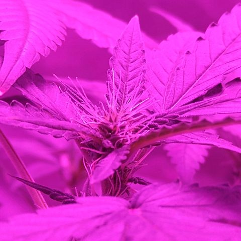 Lemon Kush growlog timeline photo