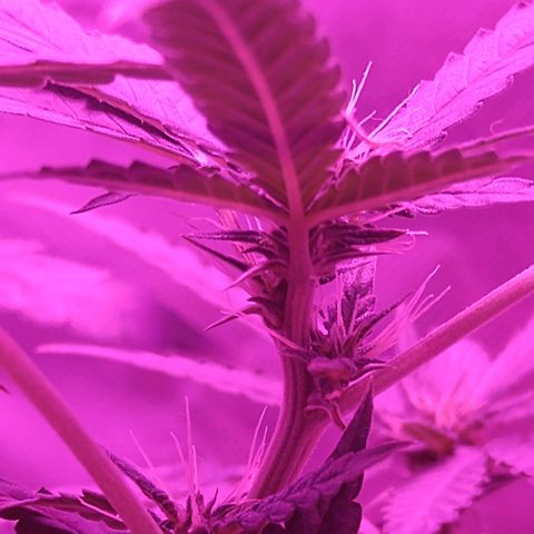 Lemon Kush growlog timeline photo