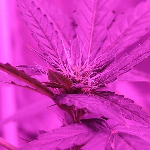 Lemon Kush growlog timeline photo