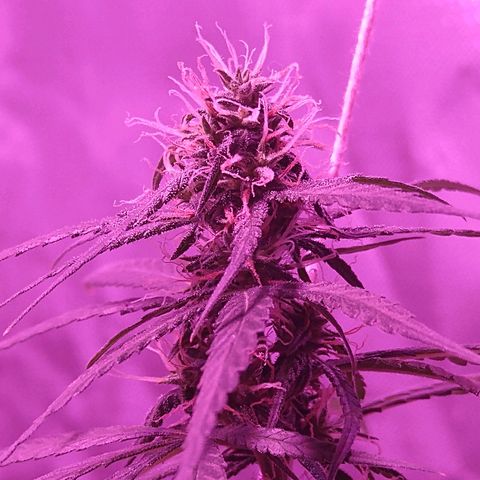 OG Killer growlog timeline photo
