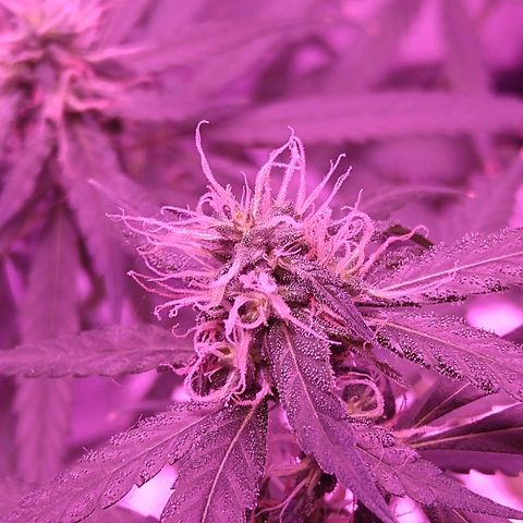 OG Killer growlog timeline photo