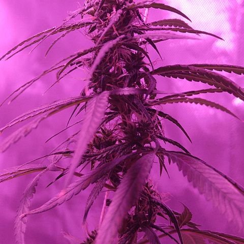 OG Killer growlog timeline photo
